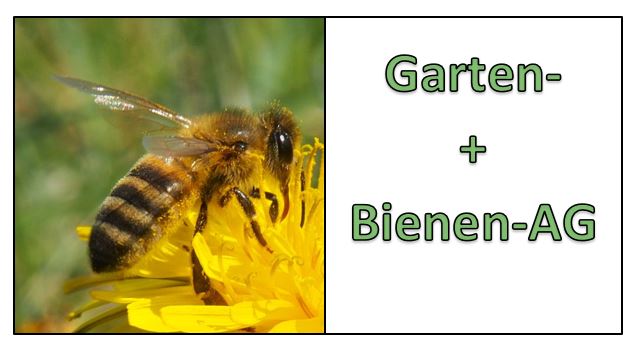 Bild einer Blüte mit einer Biene